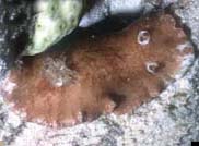 Photo: E. Koehler; visit Koehler's website